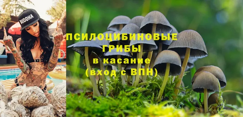 закладка  Чишмы  Псилоцибиновые грибы Psilocybe 